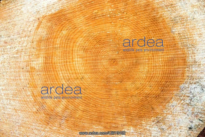 : Pine Tree cross section of a pine tree showing growth rings : Pine Tree cross section of a pine tree showing growth rings