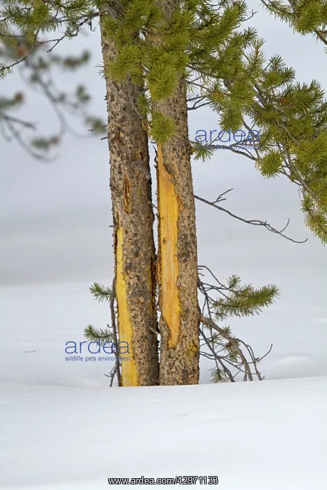 : Pine Tree - eaten by elks ( wapitis ) : Pine Tree - eaten by elks ( wapitis )