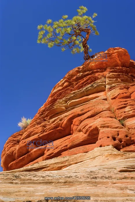 : Pine Tree - growing on top of an eroded sandstone : Pine Tree - growing on top of an eroded sandstone