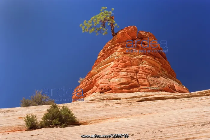 : Pine Tree - growing on top of an eroded sandstone : Pine Tree - growing on top of an eroded sandstone