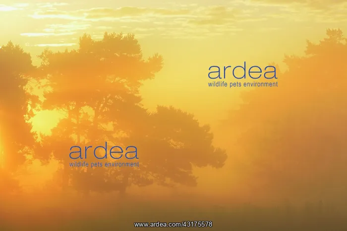 : Pine tree on misty morning at sunrise, Fischland-Darss-Zings : Pine tree on misty morning at sunrise, Fischland-Darss-Zings