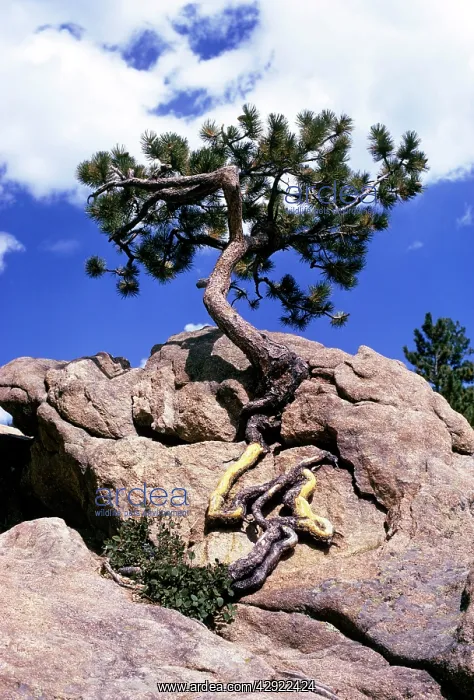  : Pine Tree - Small Ponderosa
