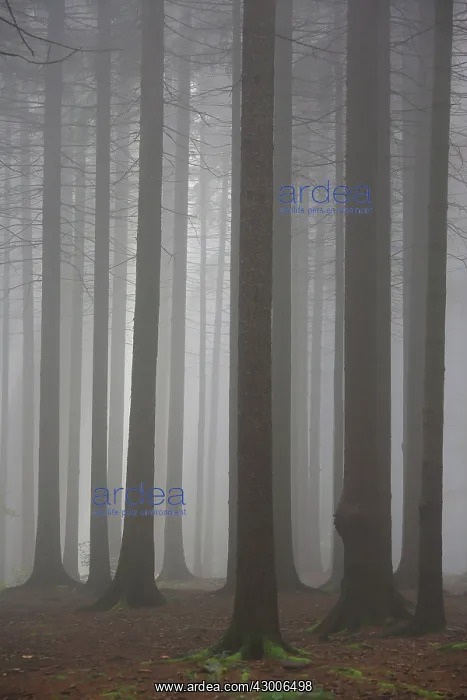  : Pine Trees in fog