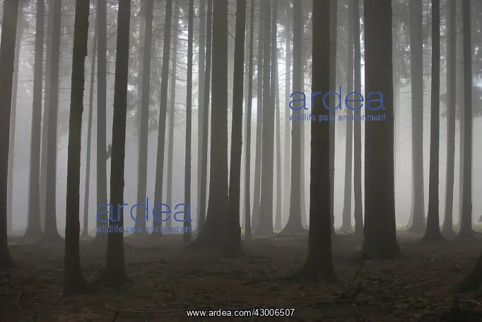  : Pine Trees in fog