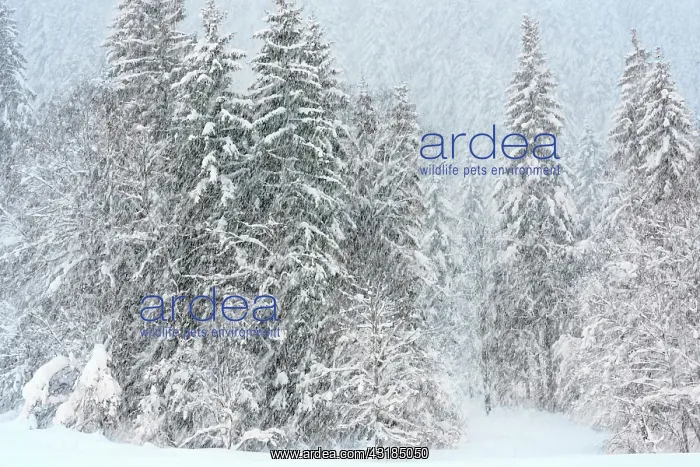 : Pine trees in landscape while snowing heavily : Pine trees in landscape while snowing heavily