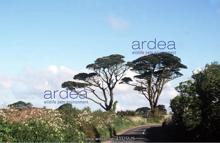 : PINE TREES - mature along roadside : PINE TREES - mature along roadside