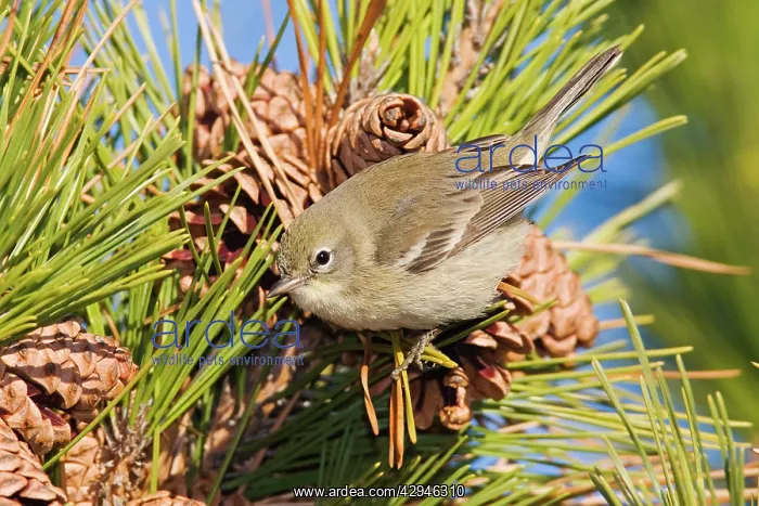 : Pine Warbler - Immature female in first winter : Pine Warbler - Immature female in first winter