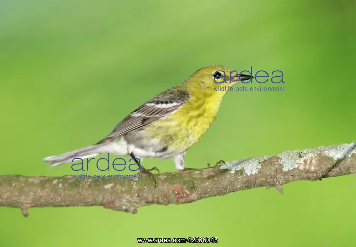 : Pine Warbler - spring plumage : Pine Warbler - spring plumage