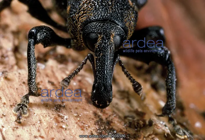 : Pine Weevil - : Pine Weevil -