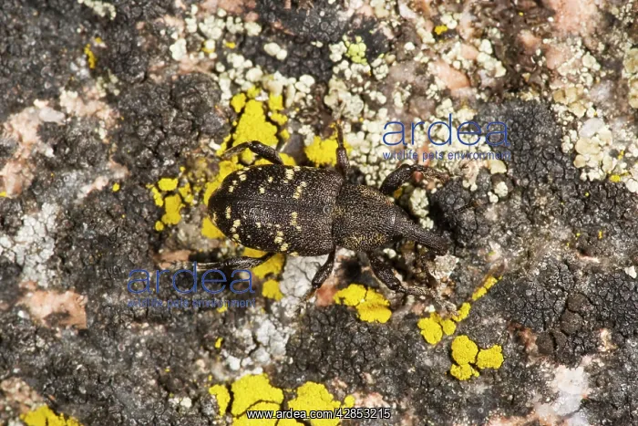 : Pine Weevil - on lichen-covered rock : Pine Weevil - on lichen-covered rock