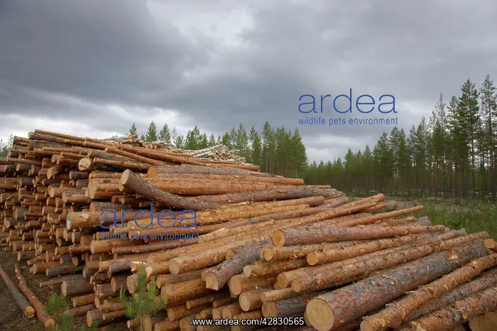 : Pine Wood - pile waiting for collection : Pine Wood - pile waiting for collection