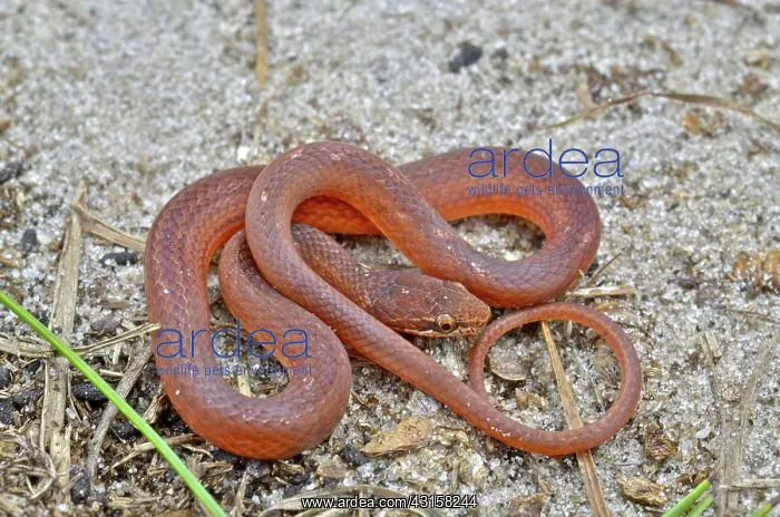 : Pine Woods Snake : Pine Woods Snake
