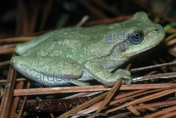 : Pine Woods Treefrog : Pine Woods Treefrog