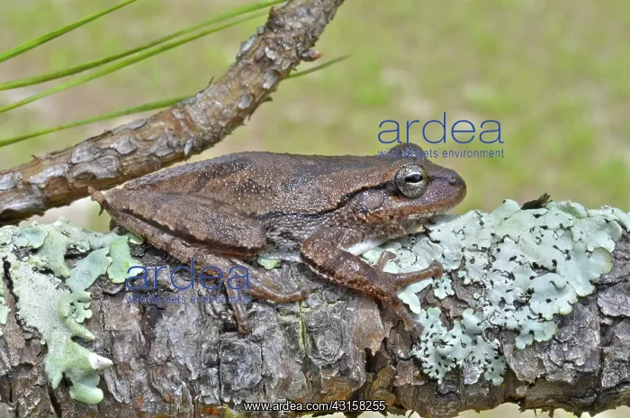 : Pine Woods Treefrog : Pine Woods Treefrog