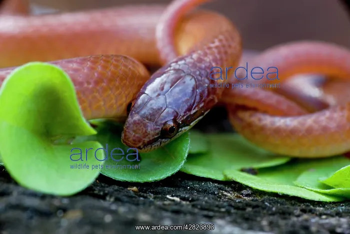 : Pine Woods / Wood Snake : Pine Woods / Wood Snake