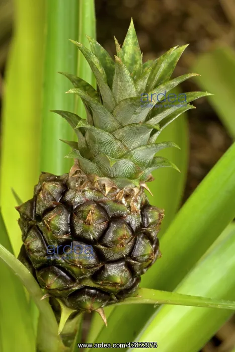 : Pineapple (Ananas comosos). Pineapples were first cultivated by indigenous : Pineapple (Ananas comosos). Pineapples were first cultivated by indigenous