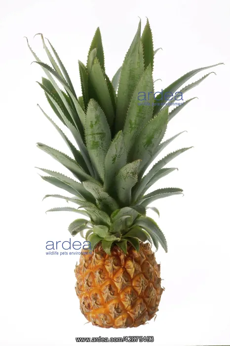 : Pineapple : Pineapple