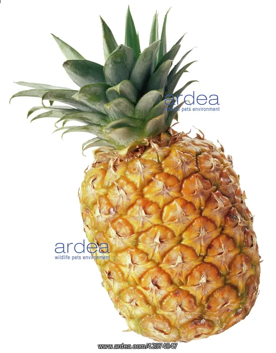 : Pineapple, Ananas comosus : Pineapple, Ananas comosus