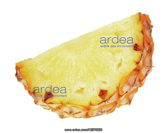 : Pineapple, Ananas comosus : Pineapple, Ananas comosus