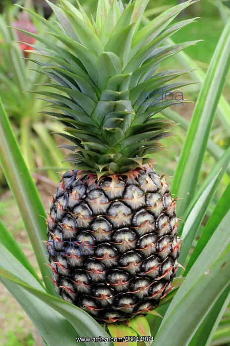 : Pineapple. Mexico, Jalisco, Puerto Vallarta, Pineapple growing : Pineapple. Mexico, Jalisco, Puerto Vallarta, Pineapple growing