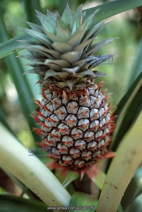 : Pineapple, Ananas comosus : Pineapple, Ananas comosus