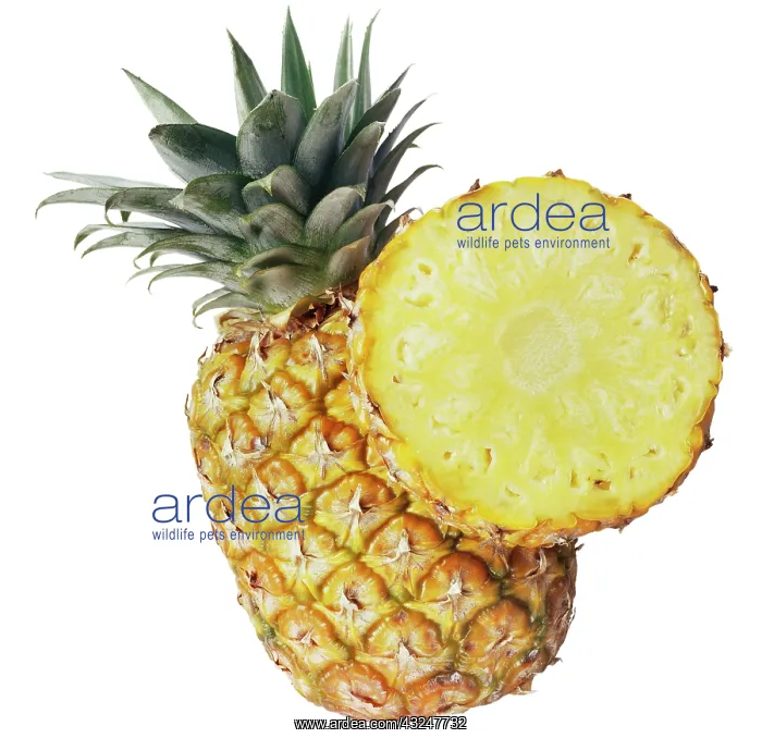 : Pineapple, Ananas comosus : Pineapple, Ananas comosus