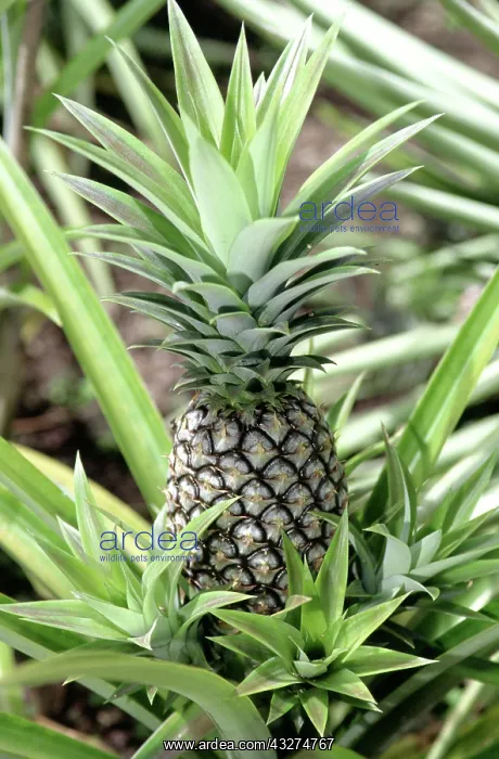  : Pineapple, Dominica