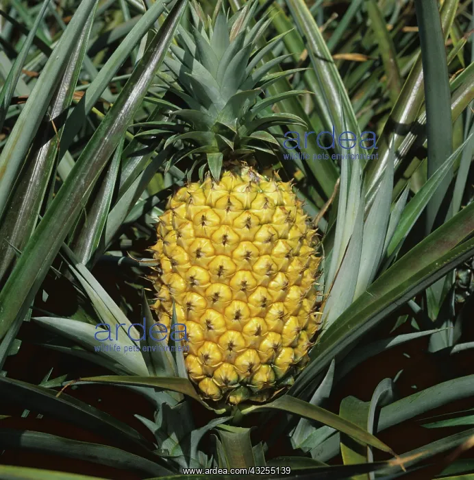 : Pineapple (Ananas comosus) : Pineapple (Ananas comosus)
