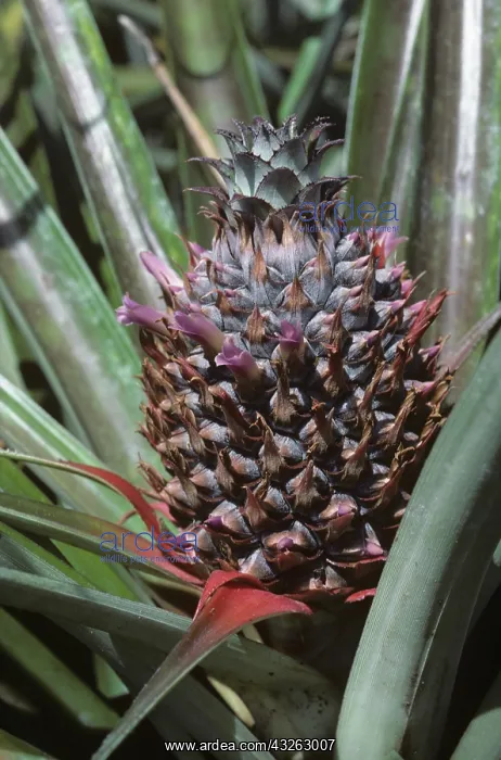 : Pineapple (Ananas comosus) : Pineapple (Ananas comosus)