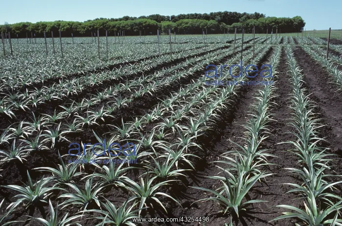 : Pineapple (Ananas comosus) crop : Pineapple (Ananas comosus) crop