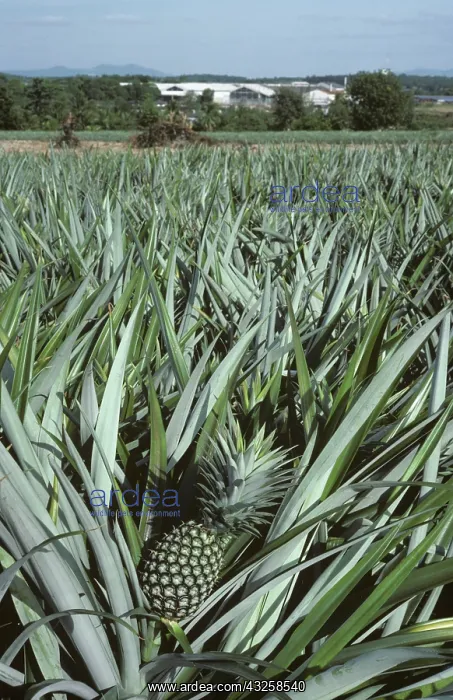 : Pineapple (Ananas comosus) crop, Thailand : Pineapple (Ananas comosus) crop, Thailand