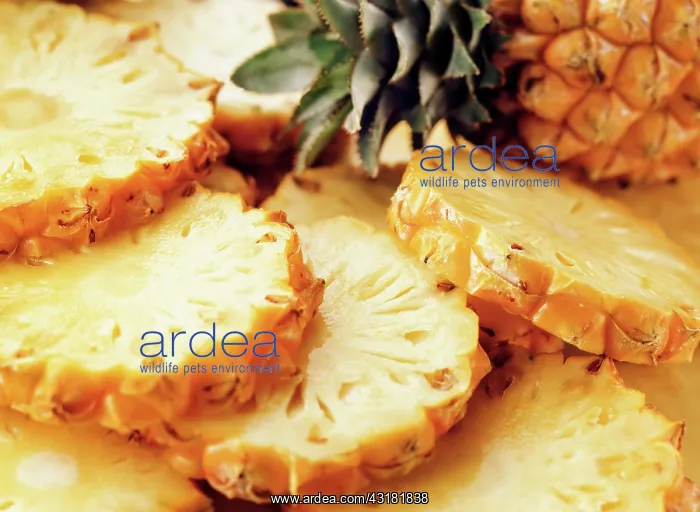 : Pineapple, Ananas comosus, One whole fruit and several : Pineapple, Ananas comosus, One whole fruit and several