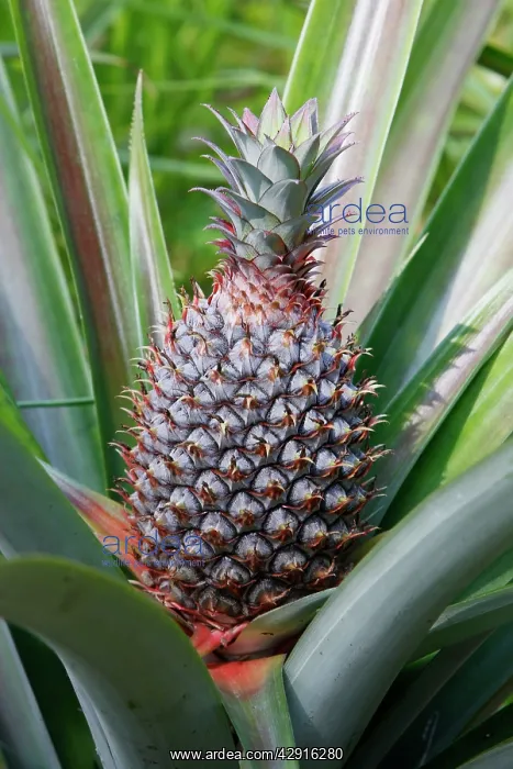 : Pineapple - Bali - Indonesia : Pineapple - Bali - Indonesia