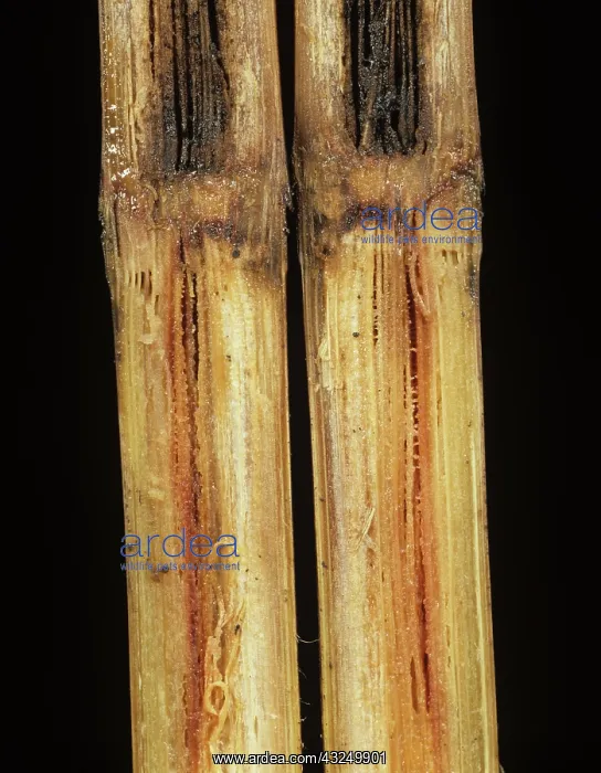 : Pineapple Disease in Sugar Cane stem : Pineapple Disease in Sugar Cane stem