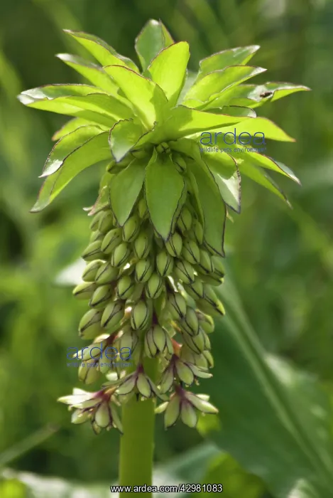 : Pineapple flower : Pineapple flower