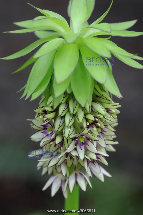 : Pineapple Flower : Pineapple Flower