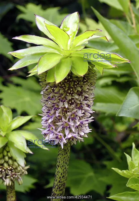 : Pineapple Flower / Lily : Pineapple Flower / Lily