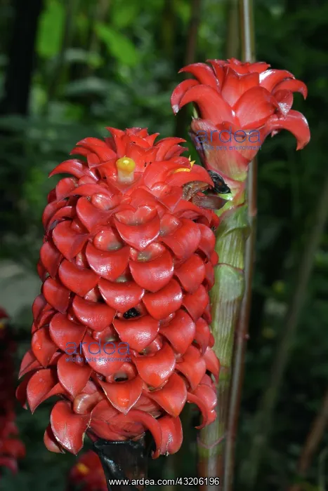 : Pineapple Ginger, native to New Guinea, Queensland : Pineapple Ginger, native to New Guinea, Queensland