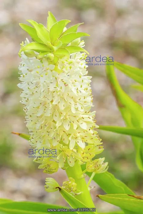 : Pineapple Lily (Eucomis autumnalis), flowers : Pineapple Lily (Eucomis autumnalis), flowers