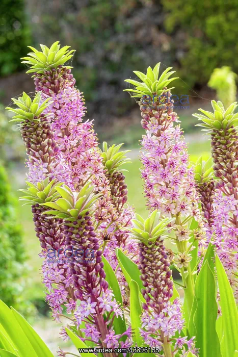 : Pineapple Lily (Eucomis comosa) Pink Gin, flowers : Pineapple Lily (Eucomis comosa) Pink Gin, flowers