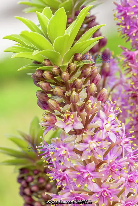 : Pineapple Lily (Eucomis comosa) Pink Gin, flowers : Pineapple Lily (Eucomis comosa) Pink Gin, flowers