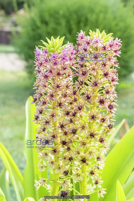: Pineapple Lily, Eucomis comosa Pink Gin, flowers : Pineapple Lily, Eucomis comosa Pink Gin, flowers
