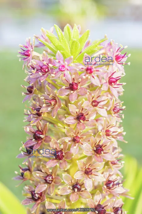 : Pineapple Lily, Eucomis comosa Pink Gin, flowers : Pineapple Lily, Eucomis comosa Pink Gin, flowers