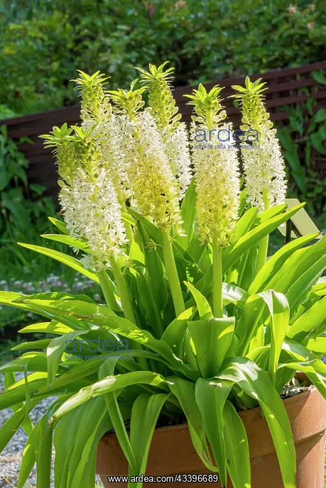 : Pineapple Lily, (Eucomis montana, flowers : Pineapple Lily, (Eucomis montana, flowers