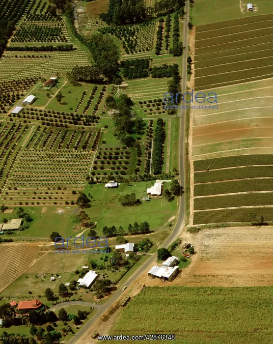 : Pineapple & Macadamia plantations Sunshine Coast : Pineapple & Macadamia plantations Sunshine Coast