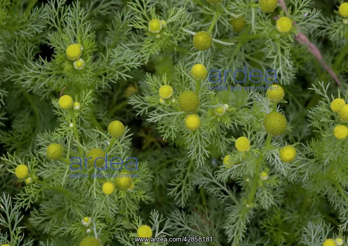 : Pineapple mayweed / Pineapple weed - an arable weed : Pineapple mayweed / Pineapple weed - an arable weed