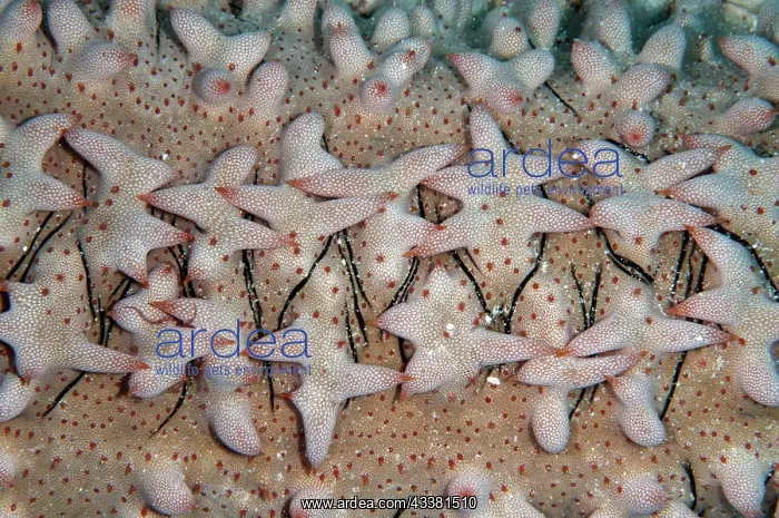 : Pineapple Sea Cucumber teats : Pineapple Sea Cucumber teats