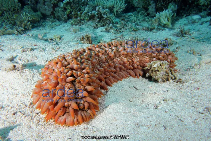 : Pineapple sea cucumber (Telenota ananas), Erg Monica : Pineapple sea cucumber (Telenota ananas), Erg Monica