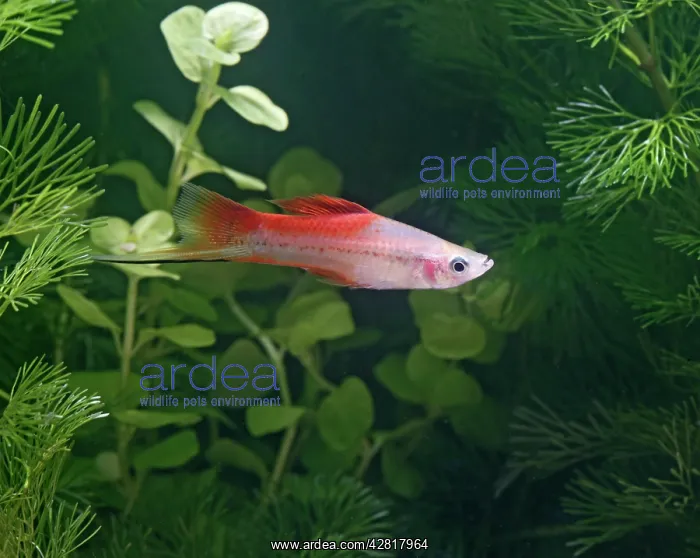 : Pineapple swordtail - side view male : Pineapple swordtail - side view male