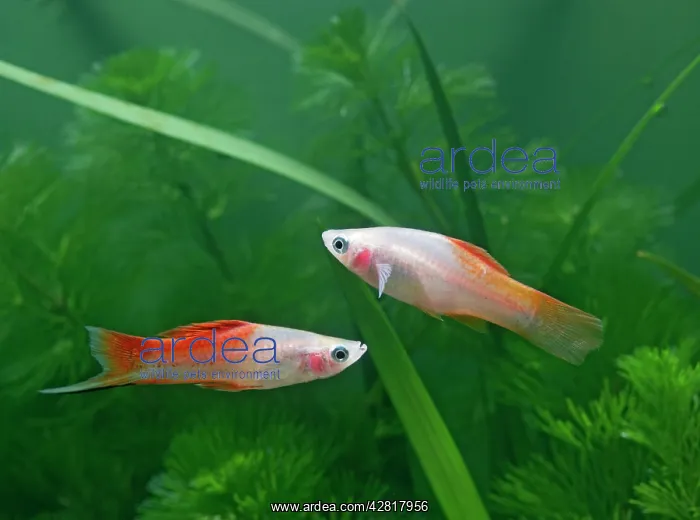 : Pineapple swordtail - side view pair : Pineapple swordtail - side view pair